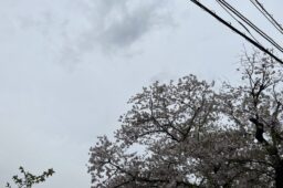 20260407 月の裏側
