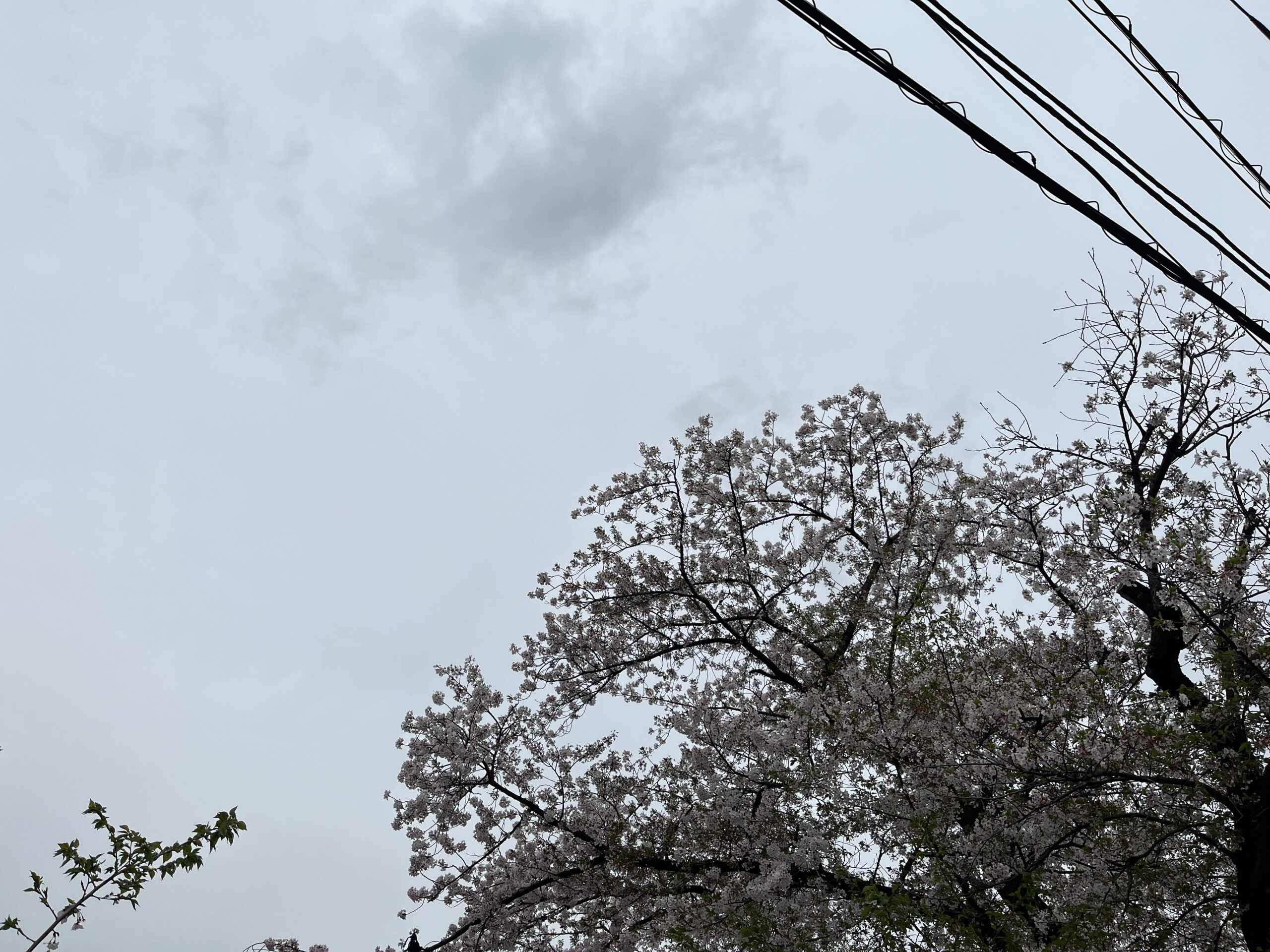 20260407   月の裏側